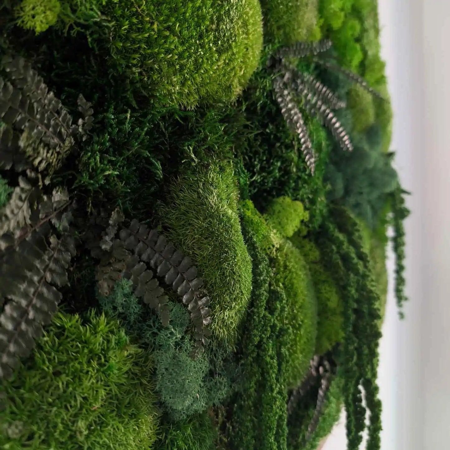 Pflegeleichte Mooskunst aus den Münsterland perfekt für deine Mooswand