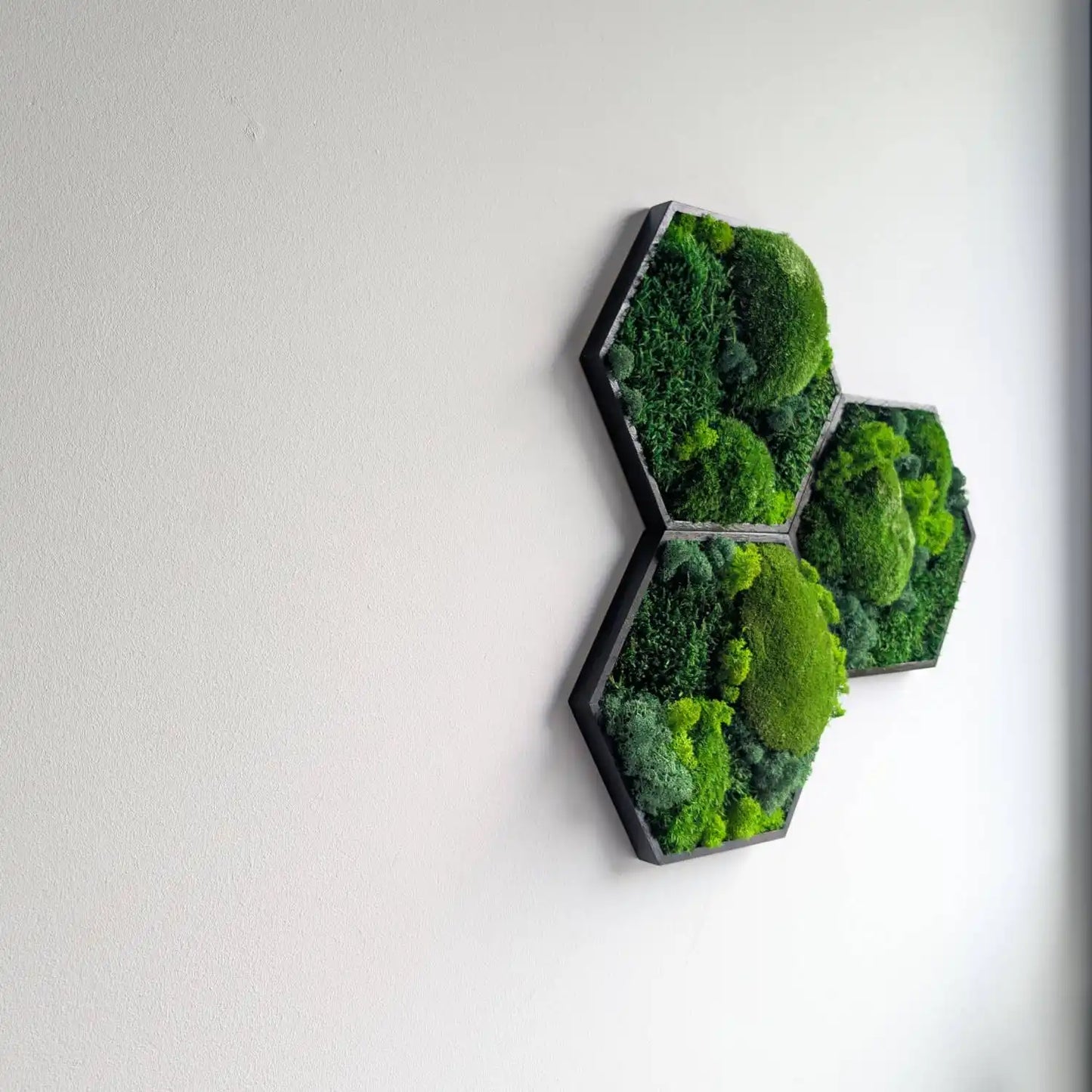 Seitenansicht von Hexagon Moosbildern im schwarzen Rahmen