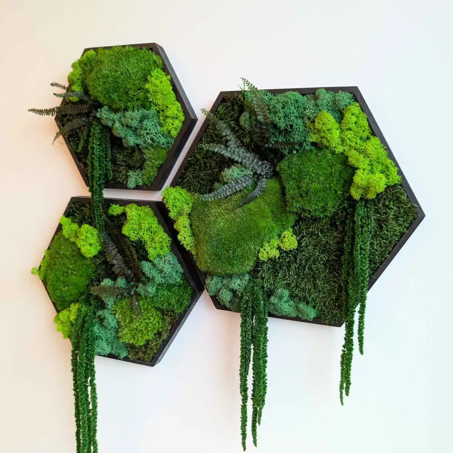 Moosbilder in Hexagon Form mit schwarzen Rahmen gefüllt mit Islandmoos, Plattenmoos, Kugelmoos , Farn und Amarant