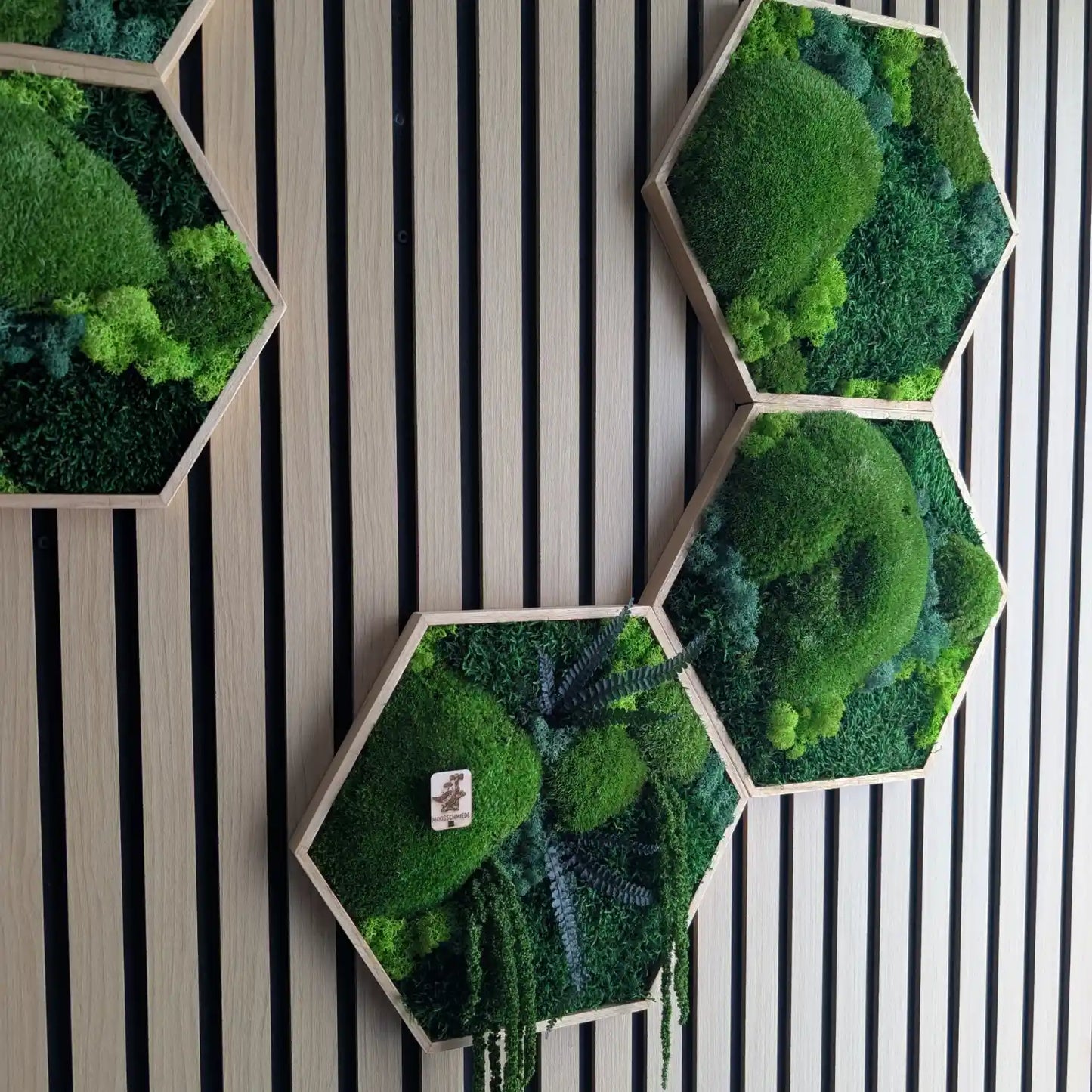 Hexagon Moosilder mit Kugelmoos, Plattenmoos und Islandmoos. Als besonderheit ist in ein Hexagon noch Farn und Amarant verarbietet worden