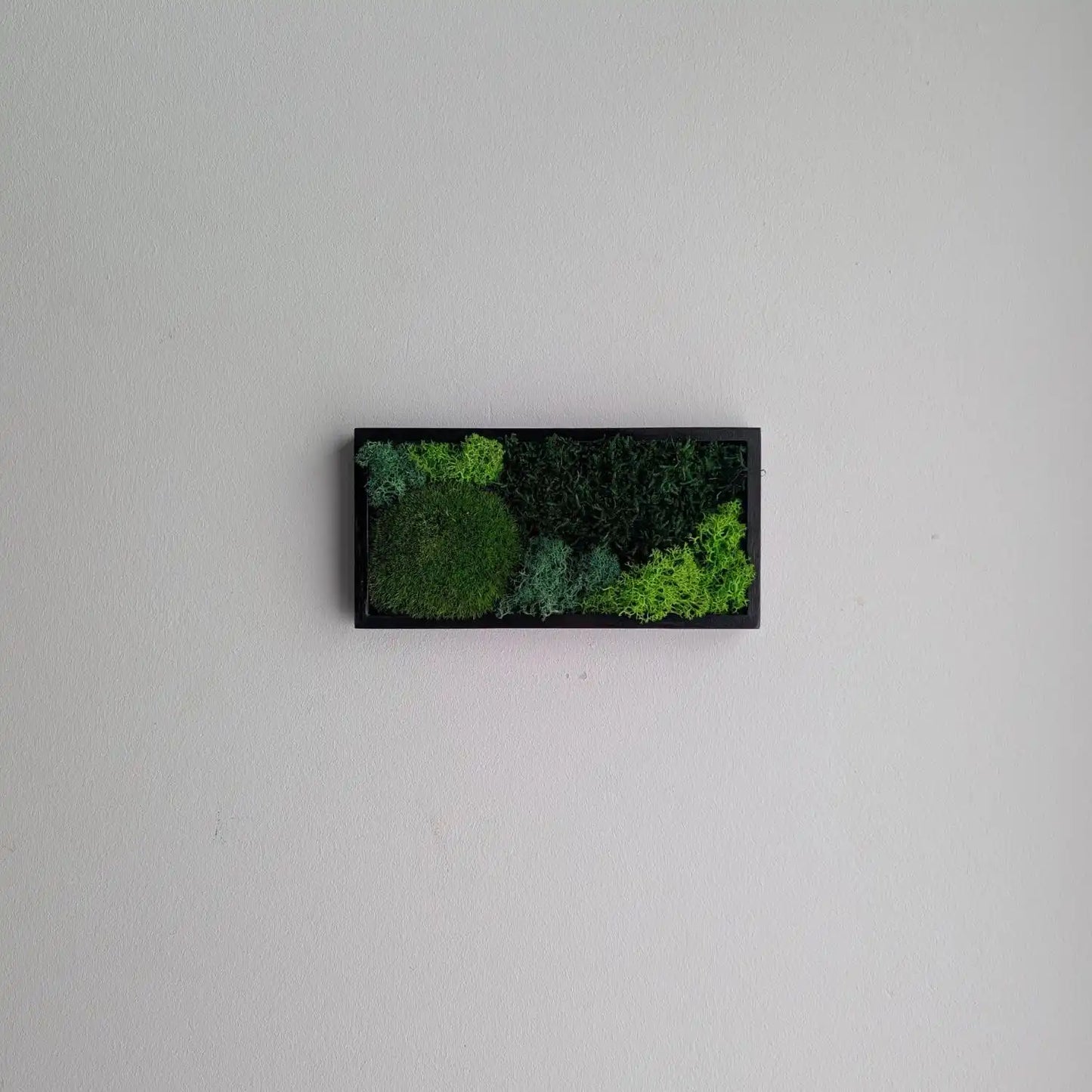 kleines Rechteckiges Moosbild an weißer Wand