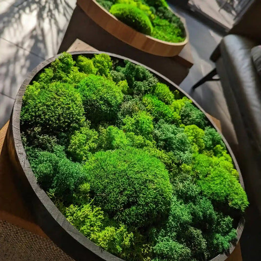 Moosbild 40cm rund mit Kugelmoos, Islandmoos und Plattenmoos