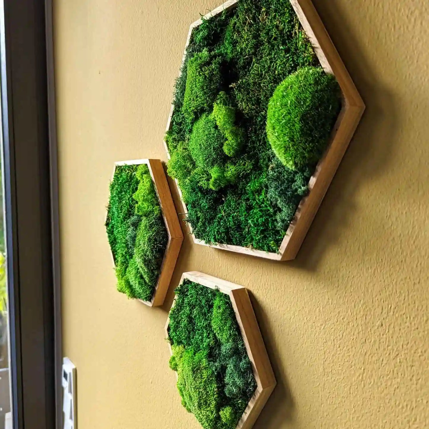 Moosbilder in Hexagon Form mit geölten Rahmen in 3 verschiedenen größen