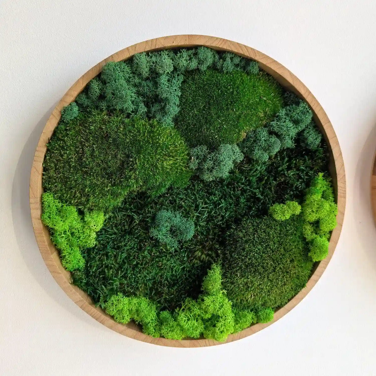 30 oder 40 cm rundes Moosbild gefüllt mit 3 Moosarten (Kugelmoos, Islandmoos und Plattenmoos)
