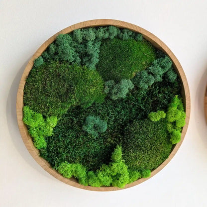 30 oder 40 cm rundes Moosbild gefüllt mit 3 Moosarten (Kugelmoos, Islandmoos und Plattenmoos)