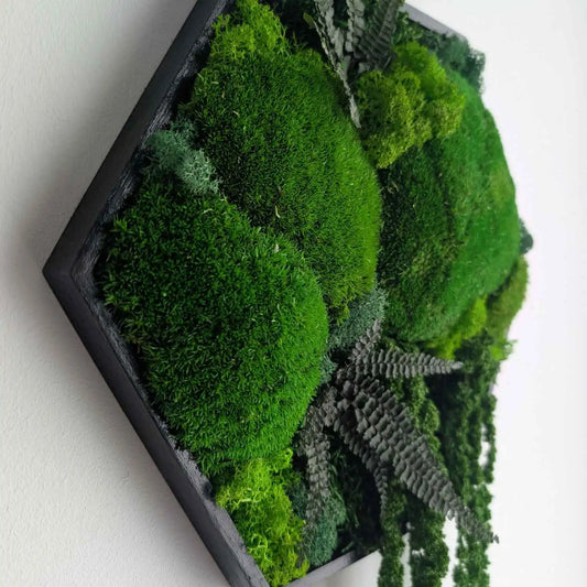 Kugelmoos, Islandmoos, Plattenmoos, Farn und Amarant handgefertigt in Hexagon rahmen