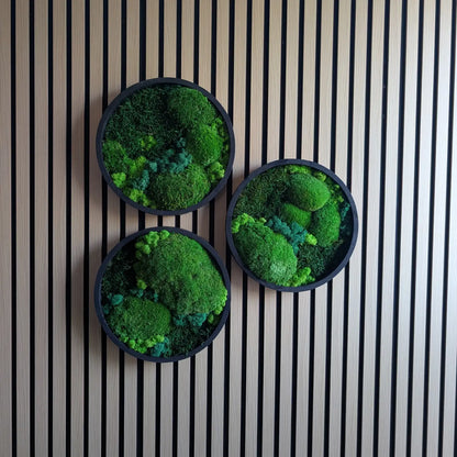 Frontale Ansicht von drei runden Moos-Kunstwerken an einer modernen Lamellenwand. Diese Wanddekoration ist eine ideale, nachhaltige Geschenkidee für Design-Fans. Genieße 100% echtes Naturgefühl bei 0% Pflegeaufwand – handgefertigt mit Liebe zum Detail.