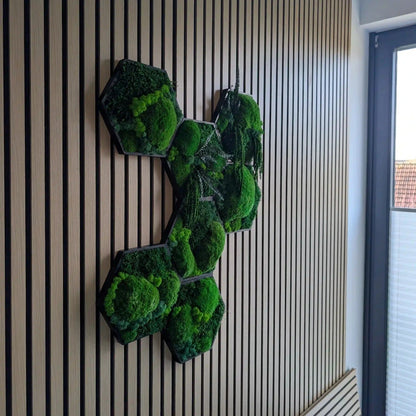 Hexagon Moosbilder aufgehangen in kreativer Form mit Kugelmoos, Islandmoos, Plattenmoos, Farn und Amarant