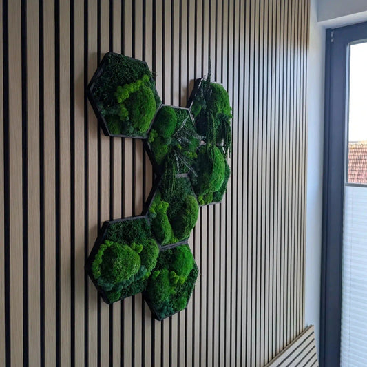 Hexagon Moosbilder aufgehangen in kreativer Form mit Kugelmoos, Islandmoos, Plattenmoos, Farn und Amarant