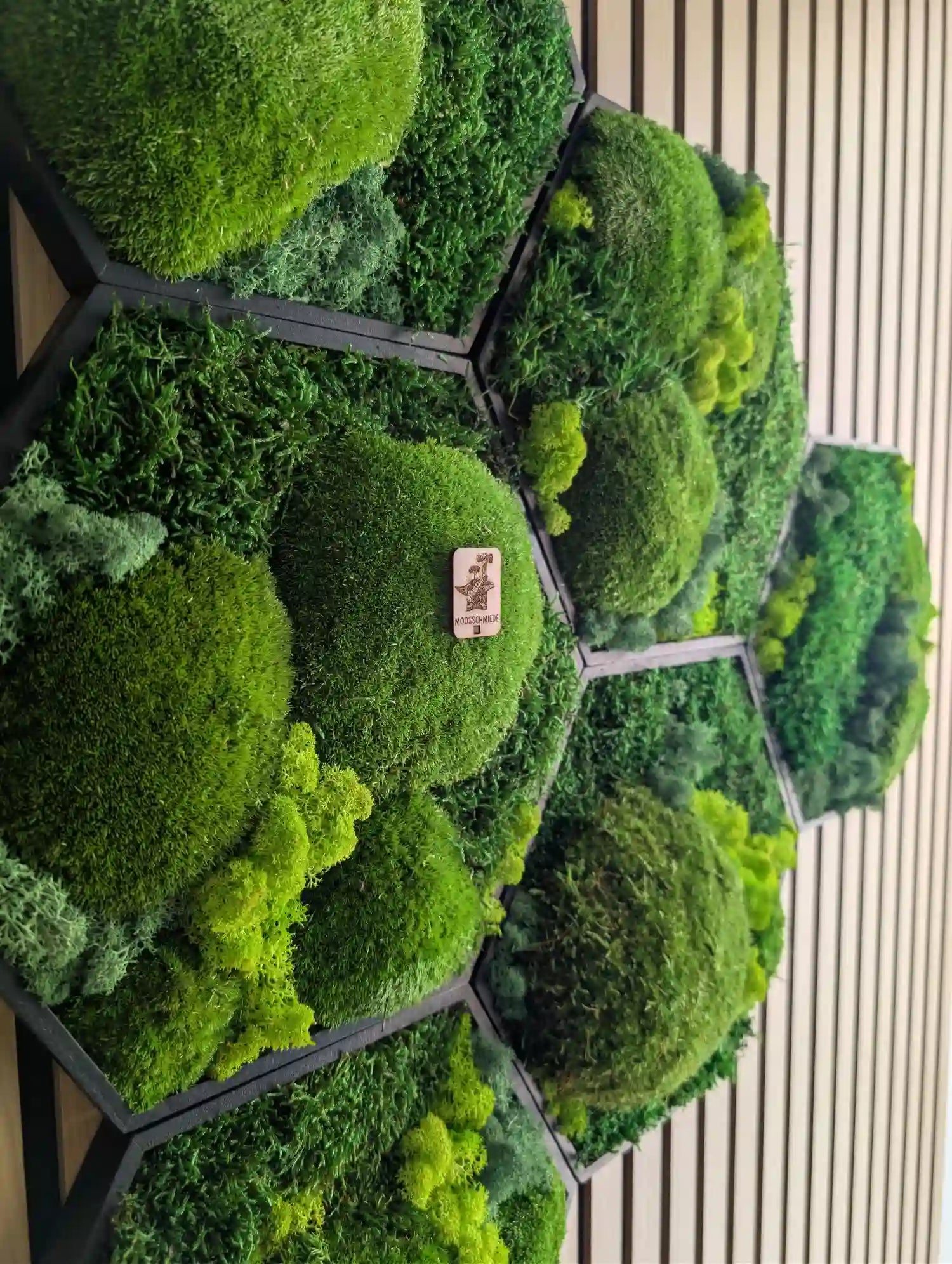 Hexagon Moosbilder von der Firma Moosschmiede an einer Wand aufgehangen in einen Kreativen Form