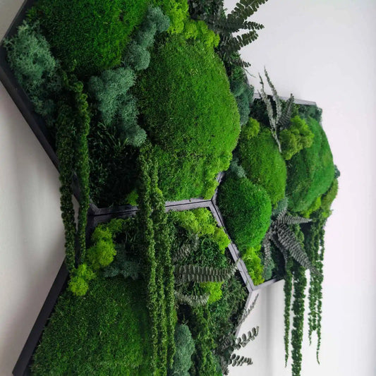 Pflegeleichte Wanddekoration in Hexagon Form mit Kugelmoos, Islandmoos, Plattenmoos, Farn und Amarant