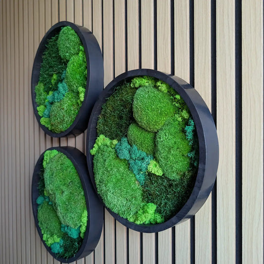 Ein handgefertigtes Set aus drei runden Moosbildern in eleganten schwarzen Rahmen, präsentiert an einer Holz-Akustikwand. Die Kombination aus drei Moosarten sorgt für eine beeindruckende Tiefe und lebendige Grüntöne. Perfekte, pflegeleichte Wanddekoration für dein Zuhause oder Büro.