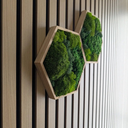 Hexagon Moosbild mit Geölten Rahmen