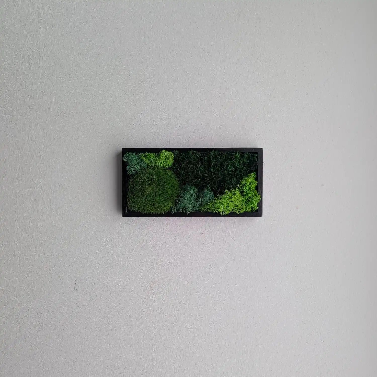 kleines Rechteckiges Moosbild an weißer Wand