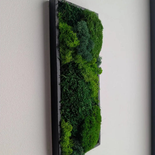 Holzrahmen in schwarz gefüllt mit Islandmoos, Plattenmoos und Kugelmoos