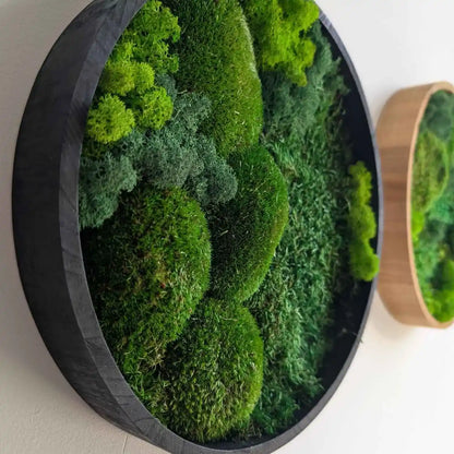 Plattenmoos, Islandmoos und Kugelmoos in Handarbeit kreativ angeordnet in 30 cm Holzrahmen in verschiedenen Farben