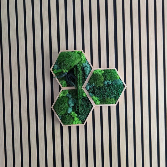 Hexagon Set 3 Teilig in geölten rahmen ideal für Schallschutz , pflegefreie wanddeko