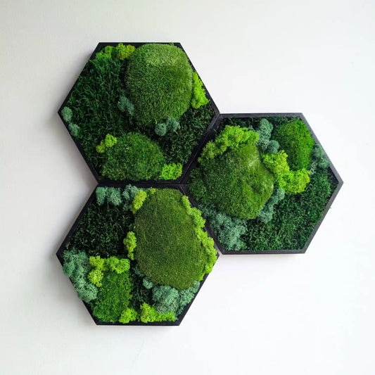 kreative Wandgestaltung mit Hexagon Moosbildern mit Islandmoos Plattenmoos und Kugelmoos im schwarzen Rahmen