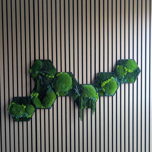 Moosbild Hexagon 7ner Set in schwarzen Rahmen aufgehangen an einer Wohnwand