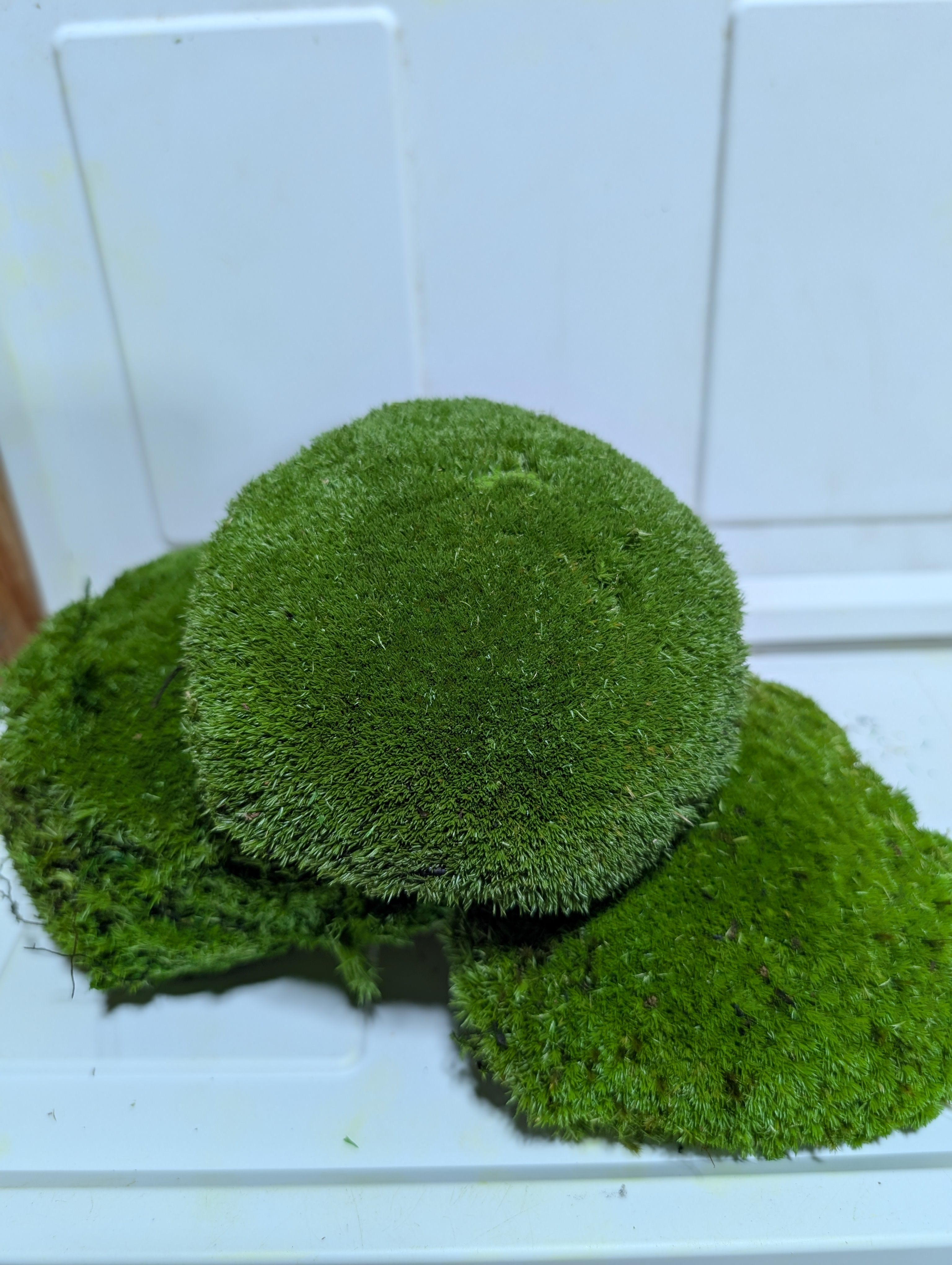 Kugelmoos mit dichter Polsterstruktur als 3D-Element im Moosbild