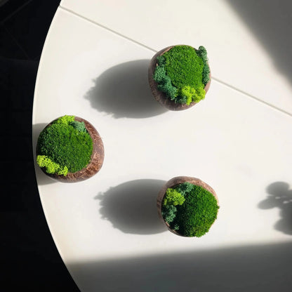 Draufsicht auf drei Moosschalen aus Kokosnuss mit Schattenspiel durch einfallendes Sonnenlicht