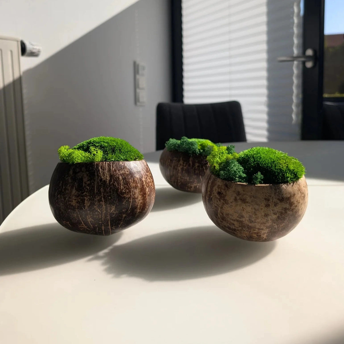 Drei Moosschalen aus Kokosnuss nebeneinander auf dem Tisch, Frontalansicht mit unscharfem Hintergrund