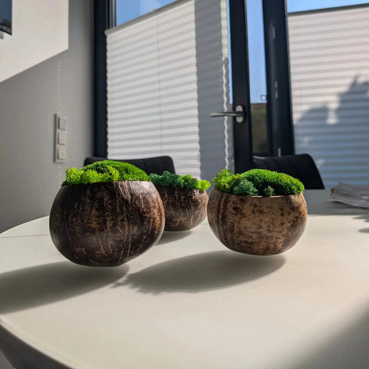 Drei Moosschalen aus Kokosnuss im Gegenlicht vor Fenster, Frontalansicht mit Kugelmoos-Kuppeln