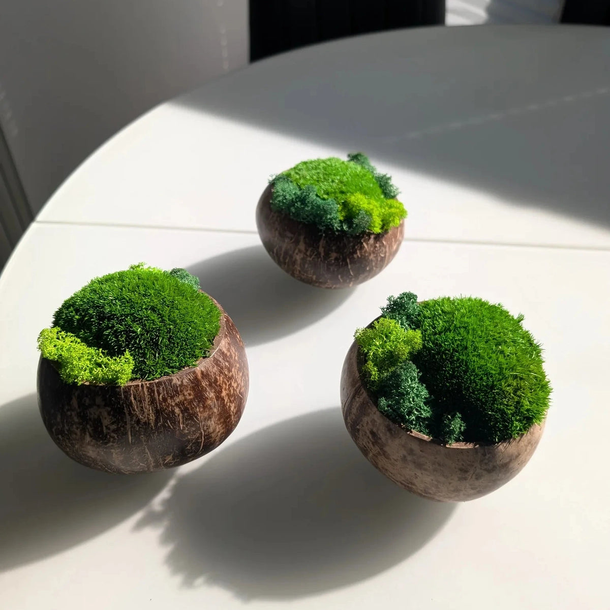Drei Moosschalen aus Kokosnuss in Nahaufnahme aus schräger Perspektive, dichtes Kugelmoos mit Islandmoos-Farbtupfern