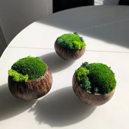 Drei Moosschalen aus Kokosnuss in Nahaufnahme aus schräger Perspektive, dichtes Kugelmoos mit Islandmoos-Farbtupfern