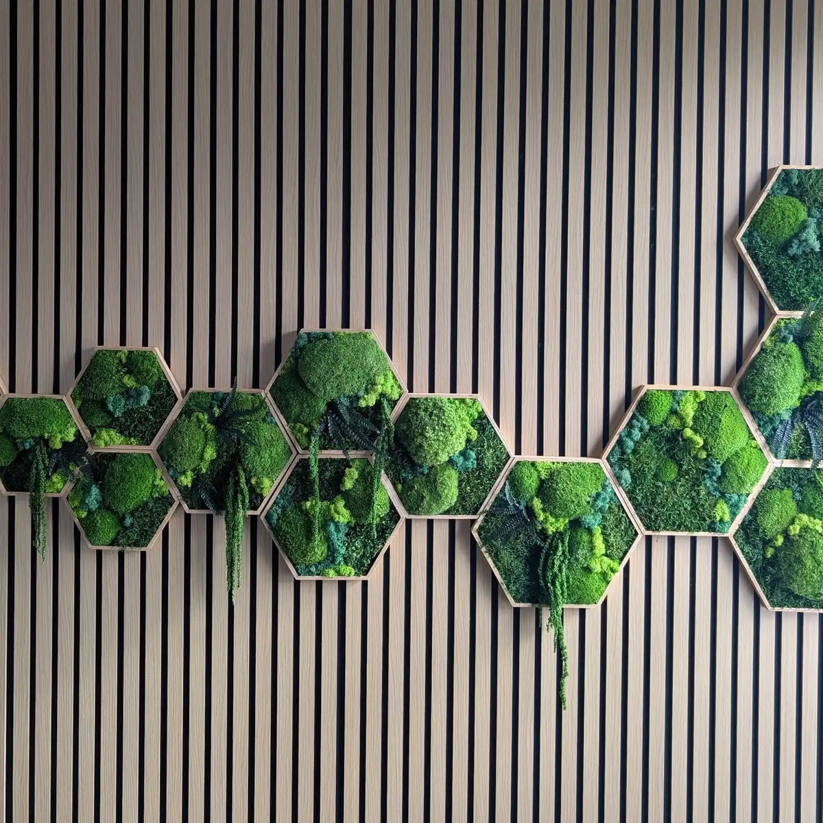 Frontale Ansicht unserer kreativen Hexagon Moos-Arrangements. Jedes Stück wird in Lüdinghausen handgefertigt und ist durch die individuelle Anordnung der Moosarten ein echtes Unikat. Eine ressourcenschonende, naturverbundene Geschenkidee und eine pflegeleichte Wanddekoration, die 100% Genuss bei 0% Pflege garantiert