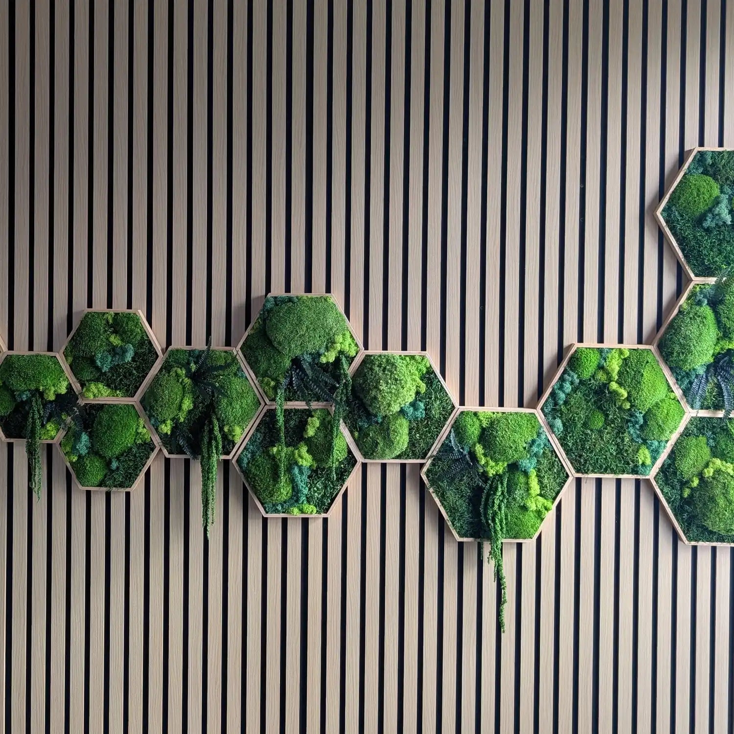 Frontale Ansicht unserer kreativen Hexagon Moos-Arrangements. Jedes Stück wird in Lüdinghausen handgefertigt und ist durch die individuelle Anordnung der Moosarten ein echtes Unikat. Eine ressourcenschonende, naturverbundene Geschenkidee und eine pflegeleichte Wanddekoration, die 100% Genuss bei 0% Pflege garantiert