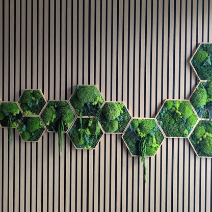 Frontale Ansicht unserer kreativen Hexagon Moos-Arrangements. Jedes Stück wird in Lüdinghausen handgefertigt und ist durch die individuelle Anordnung der Moosarten ein echtes Unikat. Eine ressourcenschonende, naturverbundene Geschenkidee und eine pflegeleichte Wanddekoration, die 100% Genuss bei 0% Pflege garantiert