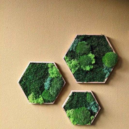 Hexagons in geölten Rahmen gefüllt mit Kugelmoos, Plattenmoos und Islandmoos