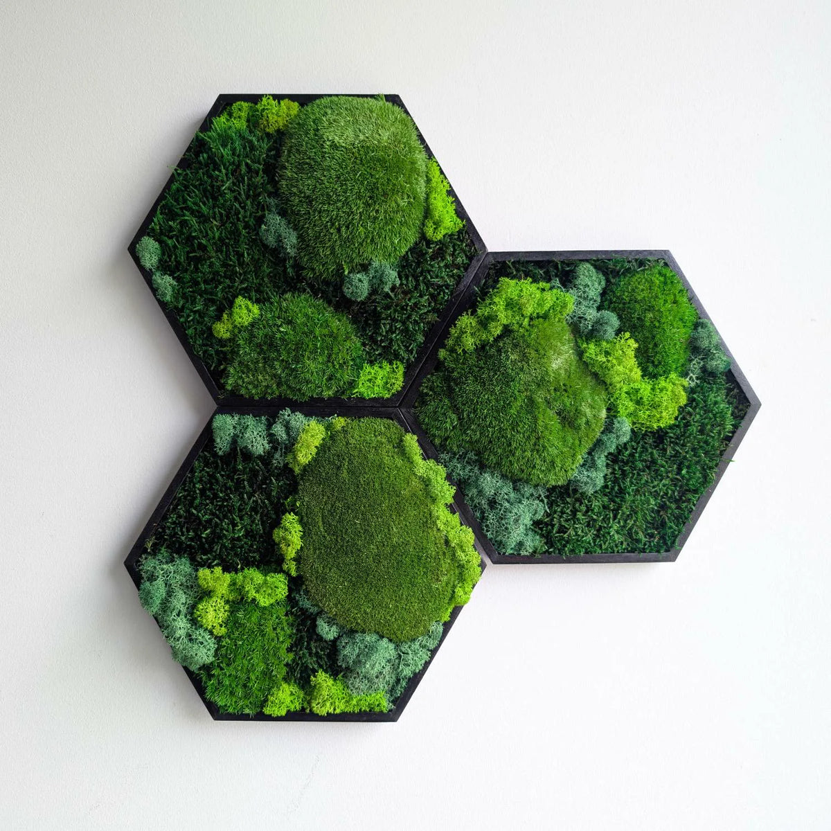 Drei schwarze Hexagon-Moosbilder als Gruppe an einer weißen Wand