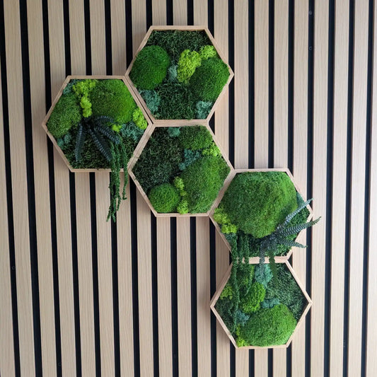 Handgefertigtes Set aus 5 Moos-Hexagonen an einer modernen Holzakustikwand. Die Kombination aus Kugelmoos, Islandmoos und Plattenmoos schafft eine besondere Tiefe. Ein pflegeleichtes Unikat aus unserer Werkstatt in Lüdinghausen, das Natur pur in dein Zuhause bringt