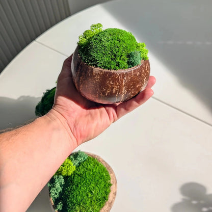 Hand hält eine kleine Moosschale aus Kokosnussschale mit Kugelmoos in Nahaufnahme von oben