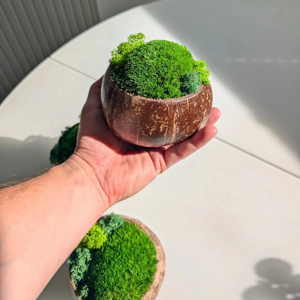 Hand hält eine kleine Moosschale aus Kokosnussschale mit Kugelmoos in Nahaufnahme von oben