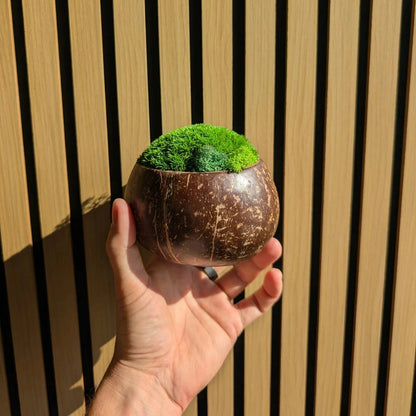 Hand hält kleine Moosschale aus Kokosnussschale mit Kugelmoos vor Holzlamellen-Wand im Freien