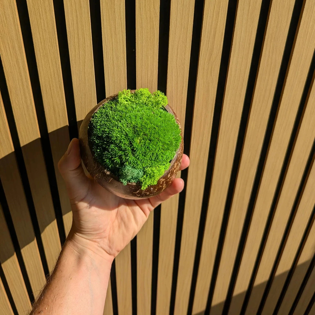 Hand hält kleine Moosschale aus Kokosnussschale mit dichtem Kugelmoos und hellgrünen Islandmoos-Akzenten vor Holzlamellen-Hintergrund