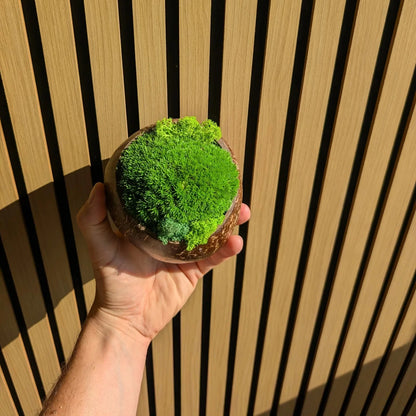 Hand hält kleine Moosschale aus Kokosnussschale mit dichtem Kugelmoos und hellgrünen Islandmoos-Akzenten vor Holzlamellen-Hintergrund