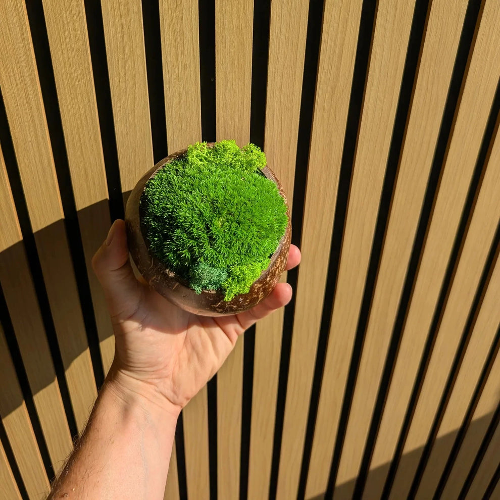 Hand hält kleine Moosschale aus Kokosnussschale mit dichtem Kugelmoos und hellgrünen Islandmoos-Akzenten vor Holzlamellen-Hintergrund