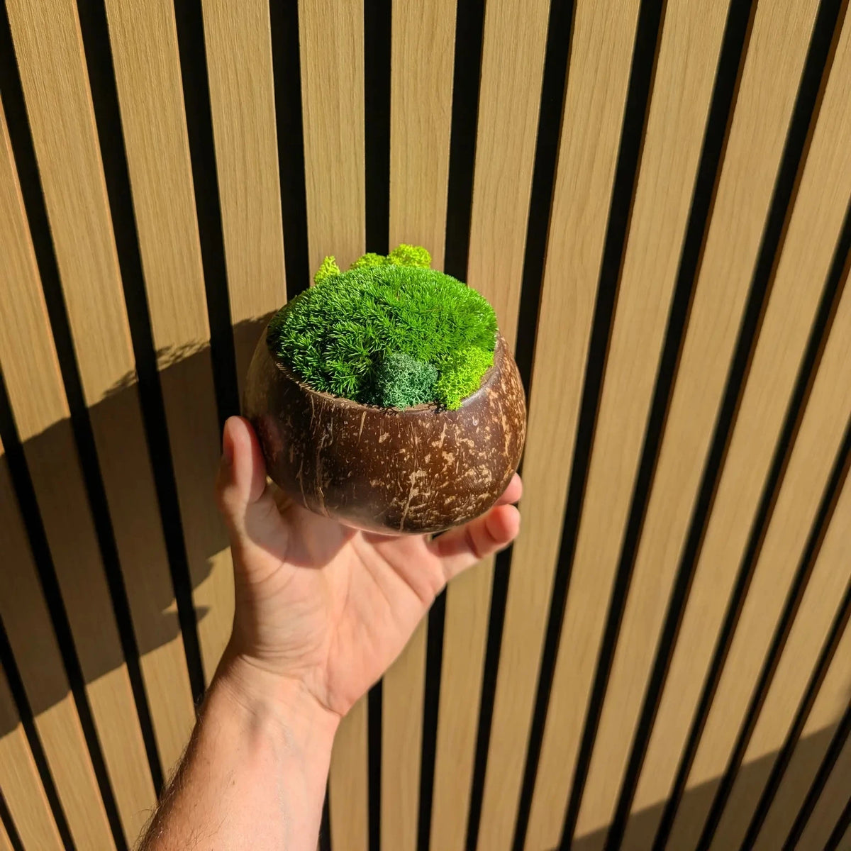 Hand hält kleine Moosschale aus Kokosnussschale mit Islandmoos-Akzenten, Portraitformat vor Holzlamellen