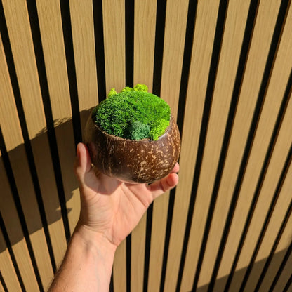 Hand hält kleine Moosschale aus Kokosnussschale mit Islandmoos-Akzenten, Portraitformat vor Holzlamellen