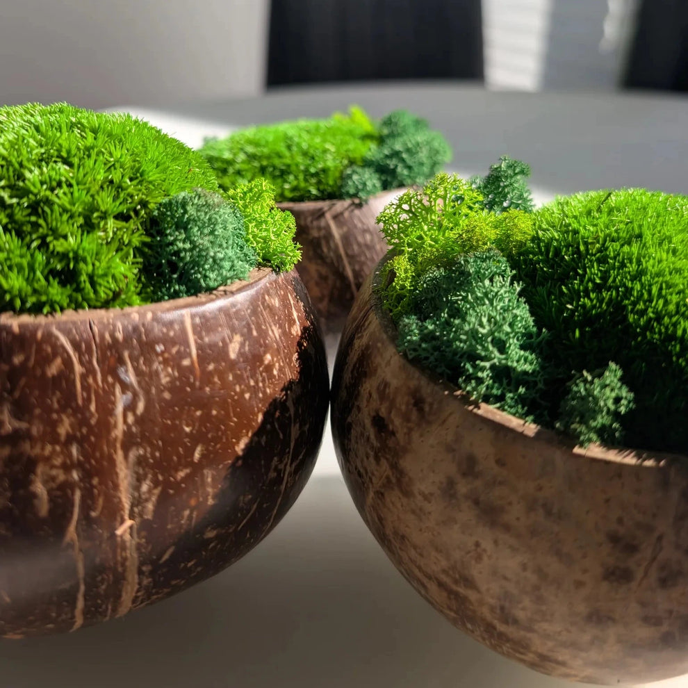 Makroaufnahme der Kugelmoos- und Islandmoos-Textur in mehreren Kokosschalen mit Fokus auf die Naturschale