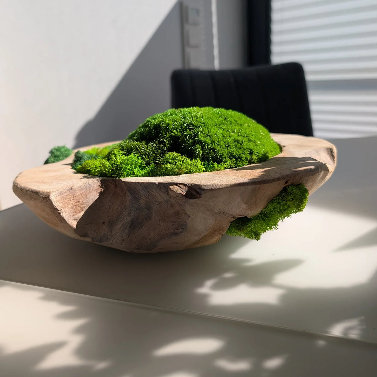 Moosschale aus Naturholz mit Kugelmoos im Sonnenlicht auf weißem Tisch