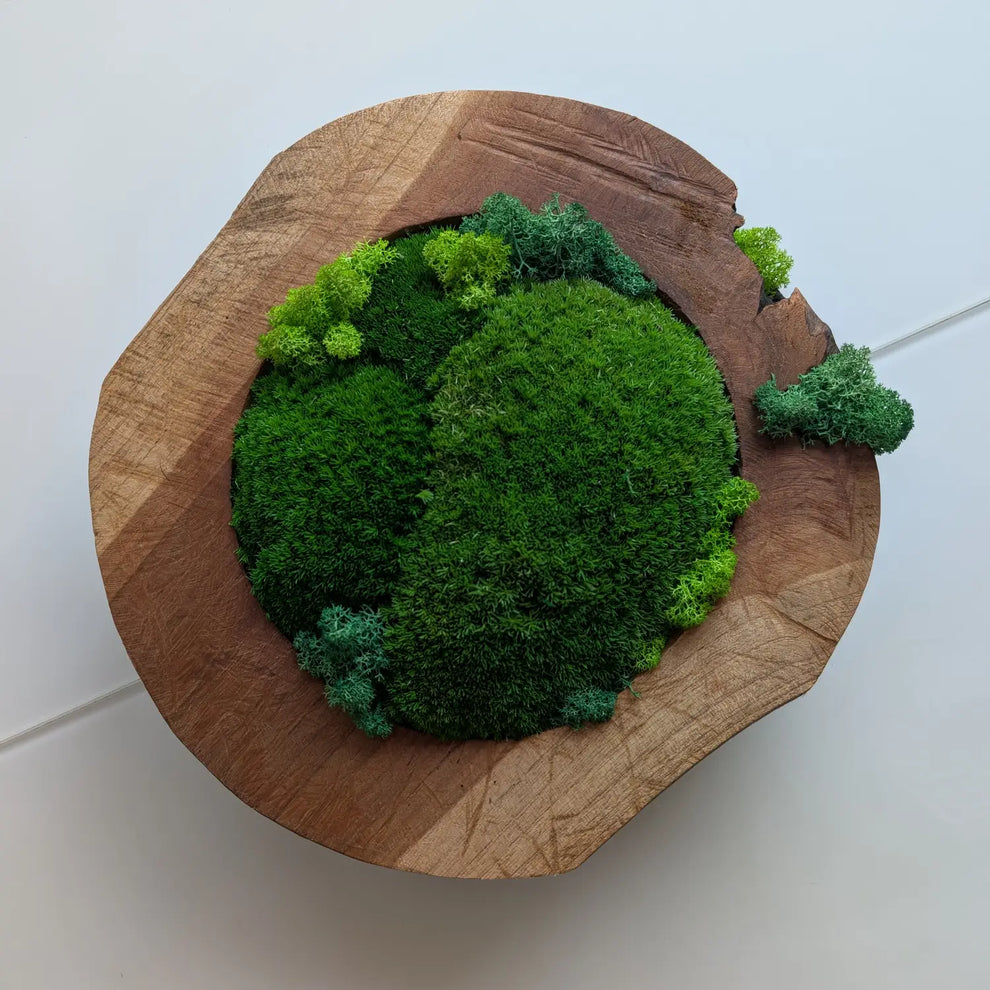 Moosschale mit voller Kugelmoos-Kuppel und Islandmoos-Farbtupfern, freigestellt