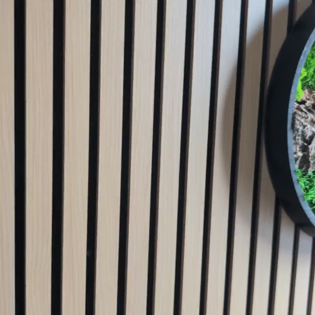 Rundes Moosbild mit Rinde an der Wand, seitliche Kamerafahrt zeigt die Tiefe