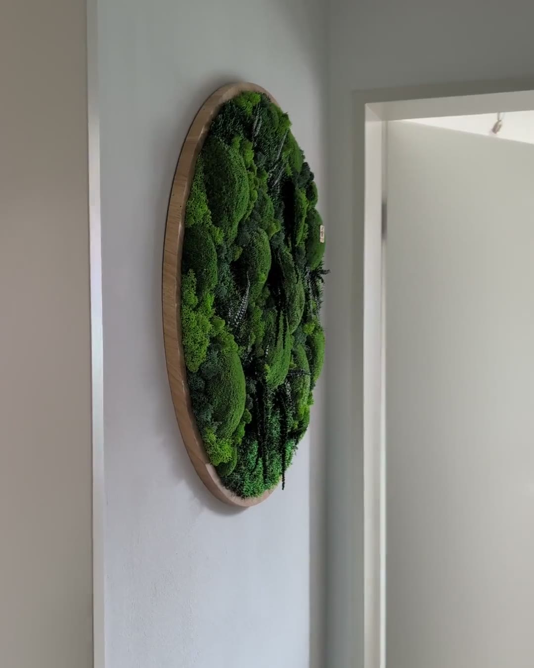 Rundes Moosbild an der Wand, danach die Moosoberfläche mit Farn